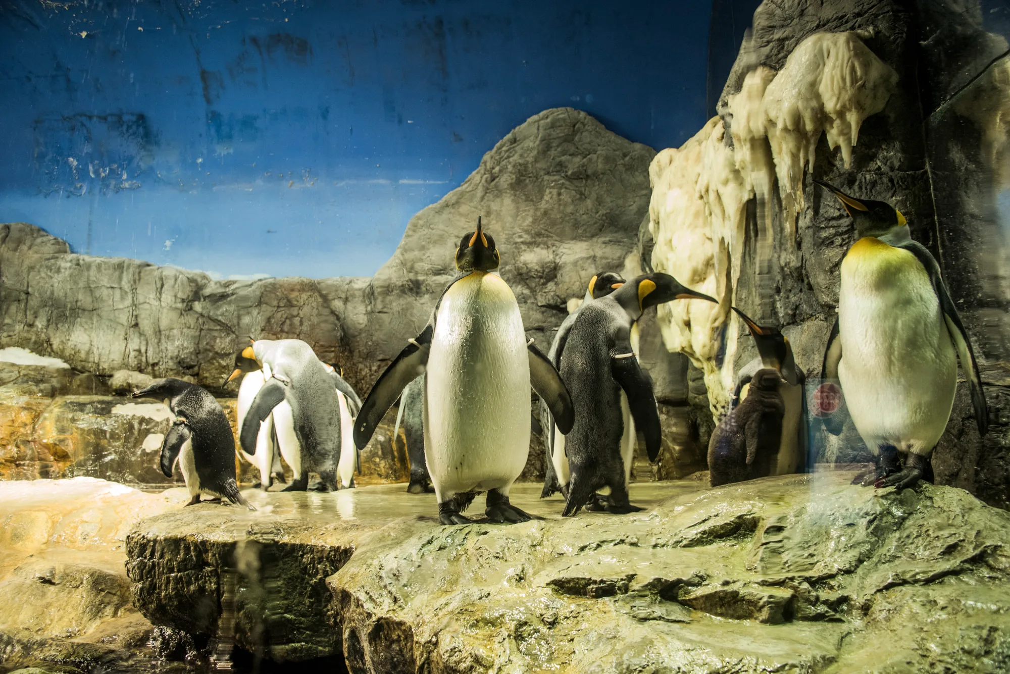 King penguins in an aquarium enclosure, Japan — Japan, travel and street photography by Janina Laszlo