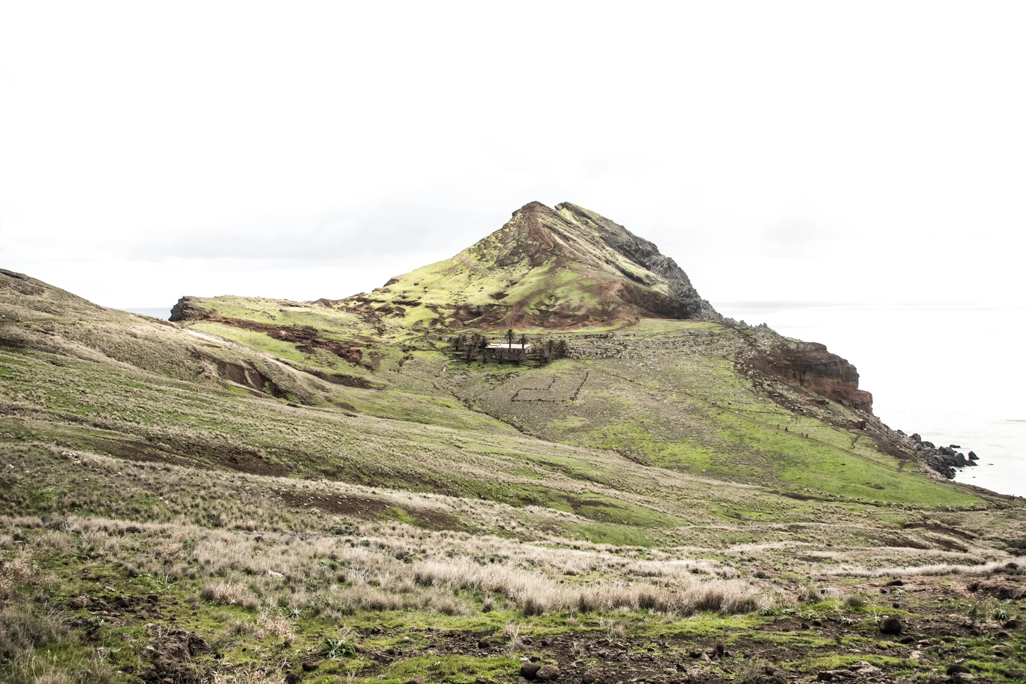 Green headland with a lone house and palm trees, Ponta de São Lourenço — Madeira, landscape and travel photography by Janina Laszlo