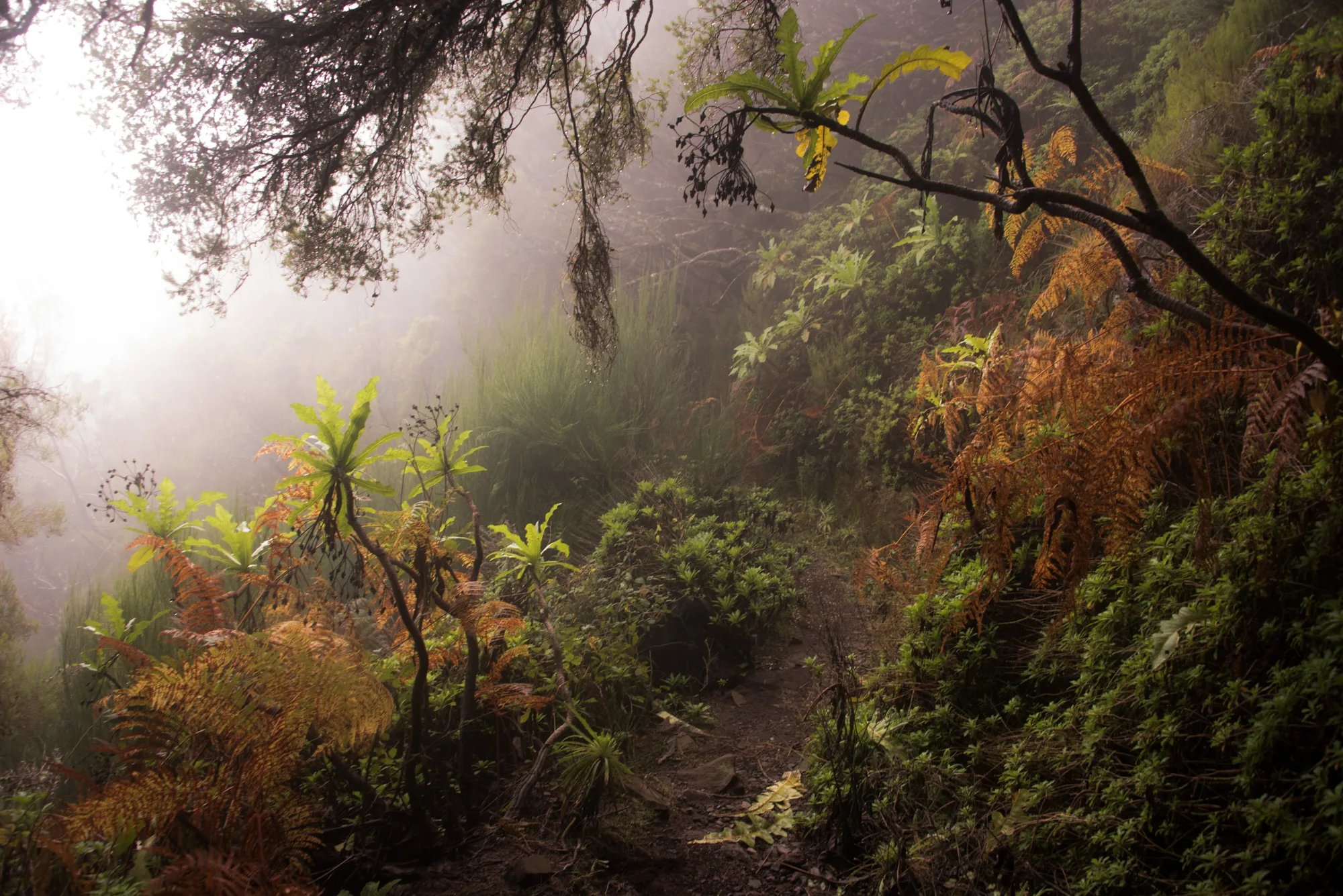 Misty laurel forest trail lined with ferns — Madeira, landscape and travel photography by Janina Laszlo