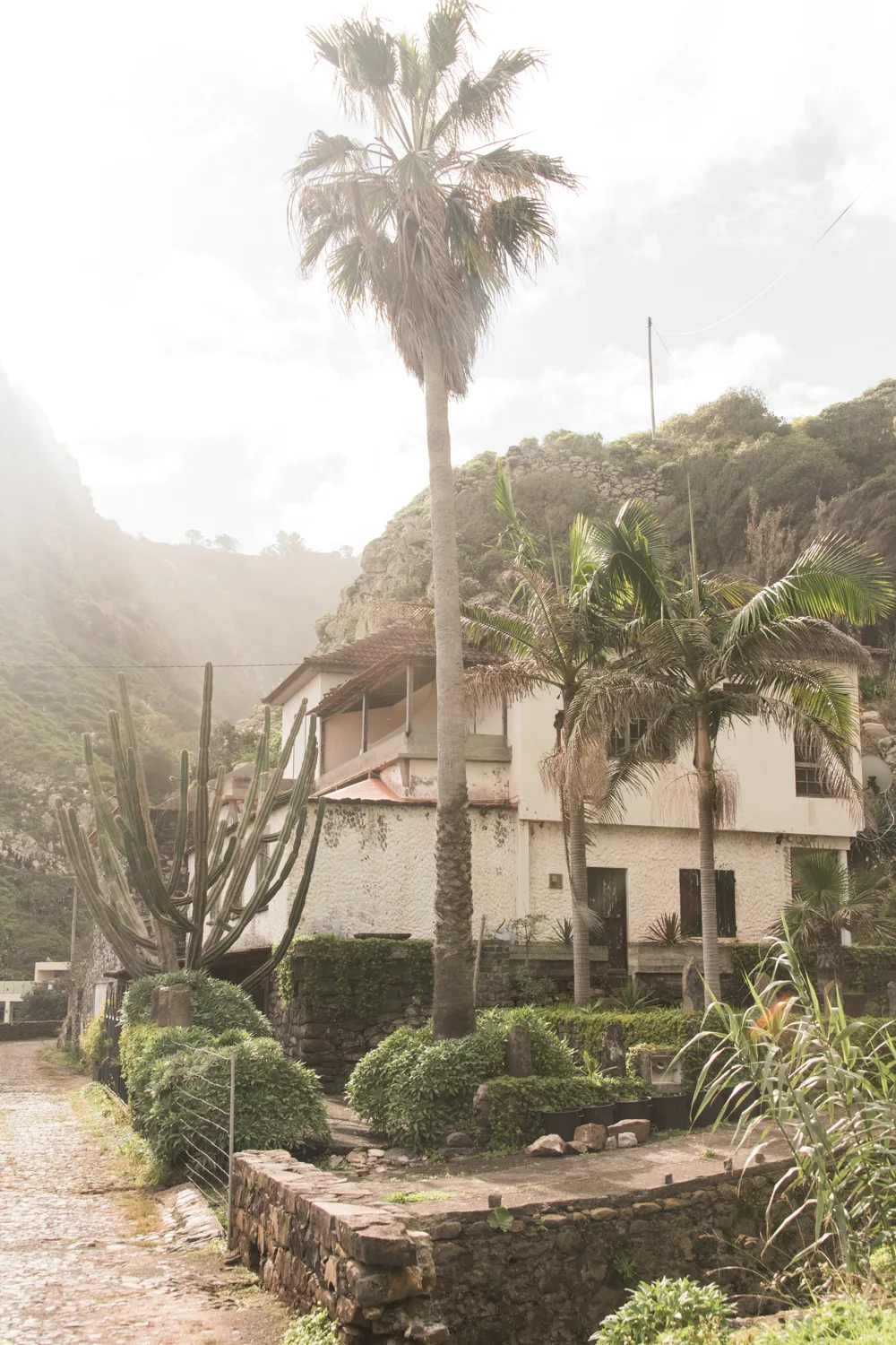 White house with palms and a candelabra cactus beside a cobbled lane — Madeira, landscape and travel photography by Janina Laszlo