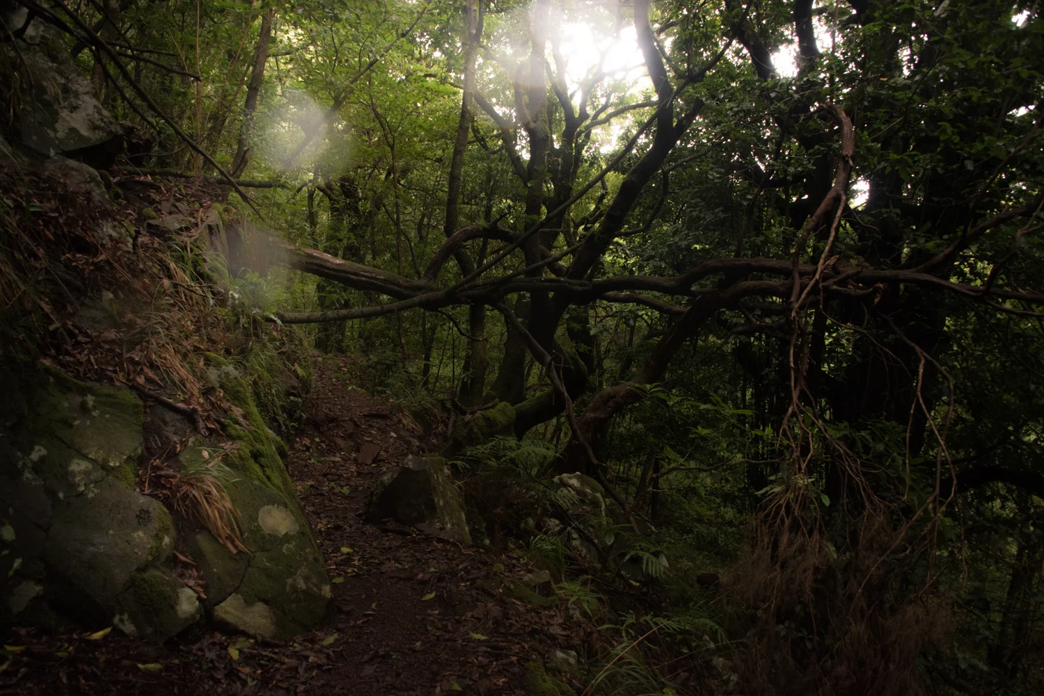 Dark forest trail beneath twisting branches and sunbeams, Madeira — Madeira, travel and landscape photography by Janina Laszlo