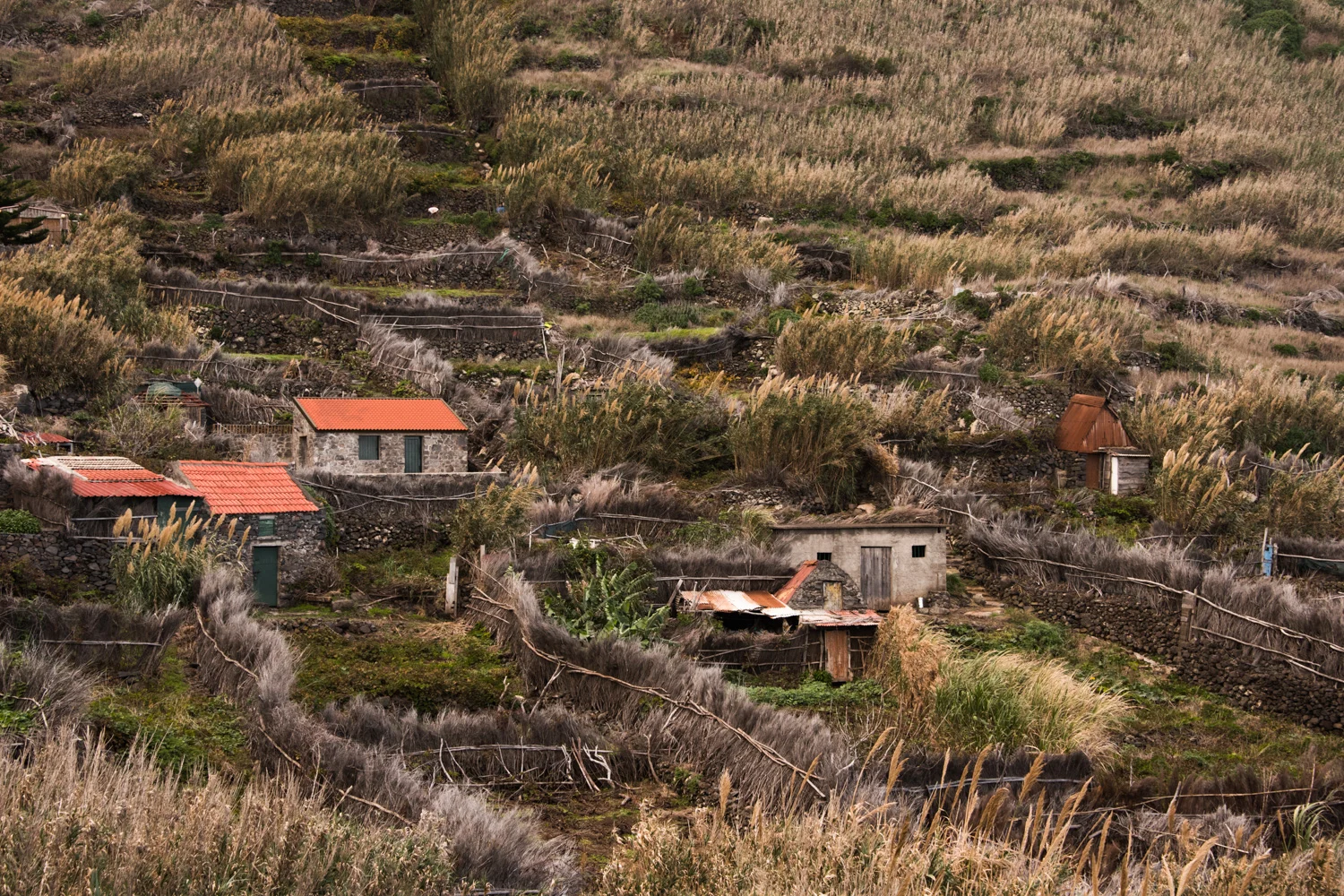 Stone huts with red roofs among reed fences and terraced fields, Madeira — Madeira, travel and landscape photography by Janina Laszlo