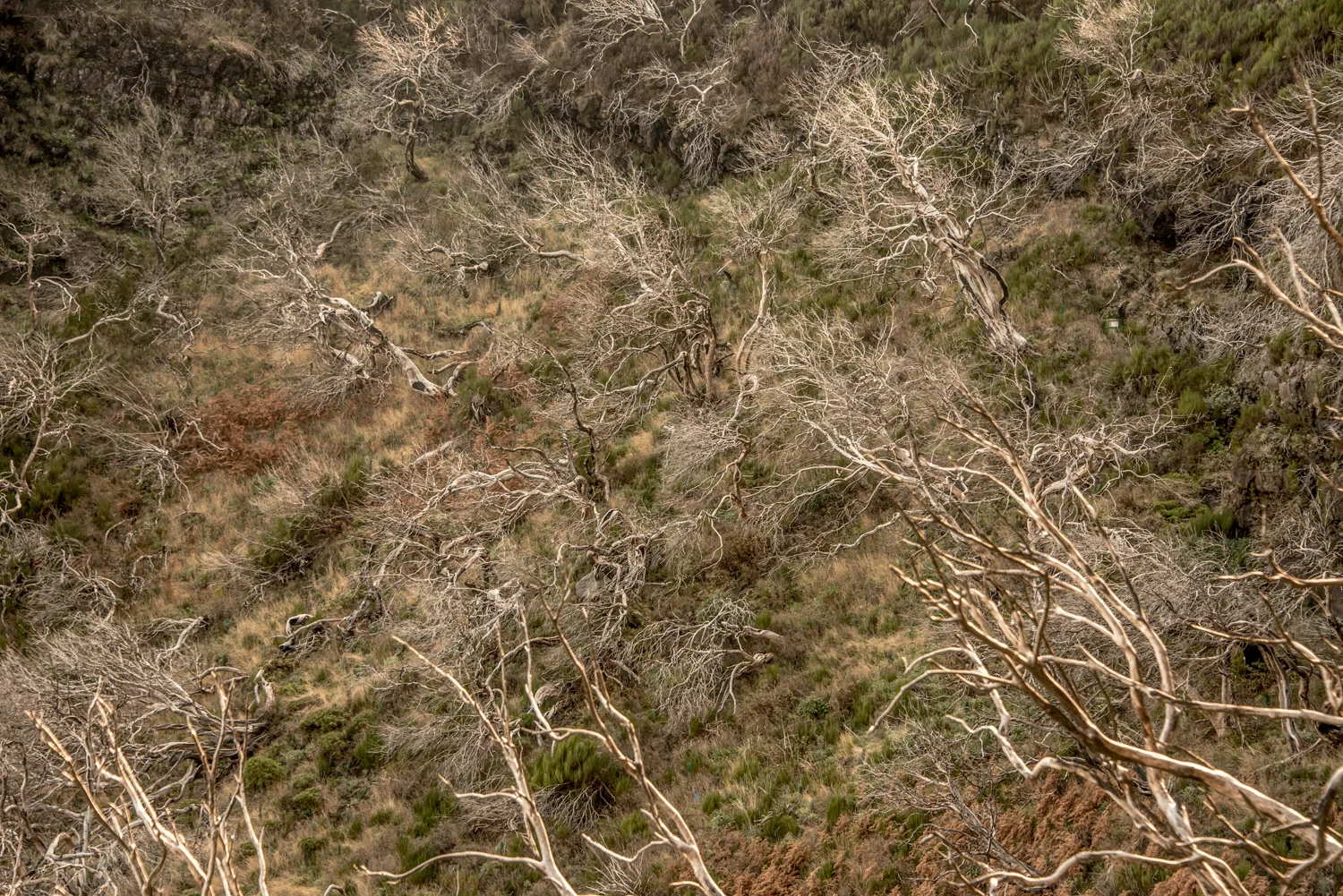 Hillside of bleached, fire-killed trees among green heath, Madeira — Madeira, travel and landscape photography by Janina Laszlo