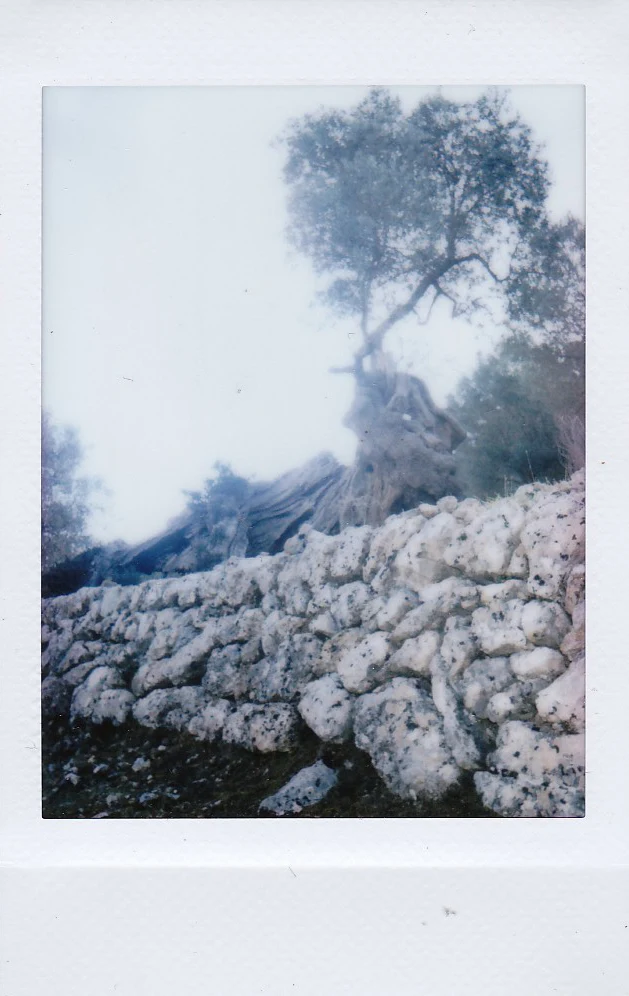 Polaroid of a gnarled old olive tree above a dry-stone wall in the fog, Mallorca — Mallorca Polaroids, analog travel photography by Janina Laszlo
