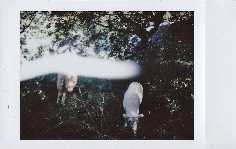 Polaroid of white goats grazing beneath trees, with a light leak across the frame, Mallorca — Mallorca Polaroids, analog travel photography by Janina Laszlo