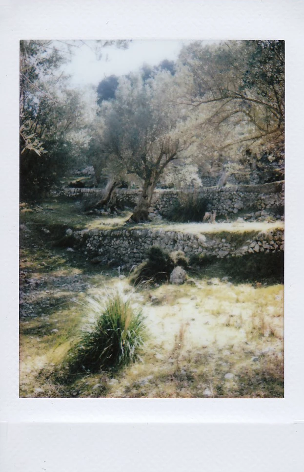 Polaroid of an ancient olive grove with dry-stone terraces and tufts of grass, Mallorca — Mallorca Polaroids, analog travel photography by Janina Laszlo