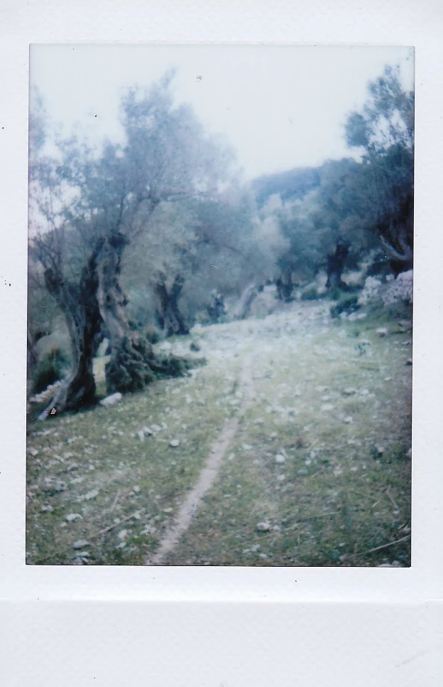 Polaroid of a footpath through a grove of old olive trees, Mallorca — Mallorca Polaroids, analog travel photography by Janina Laszlo