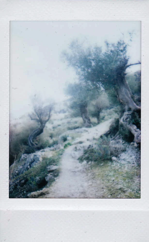 Polaroid of a rocky trail winding between olive trees in pale morning light, Mallorca — Mallorca Polaroids, analog travel photography by Janina Laszlo