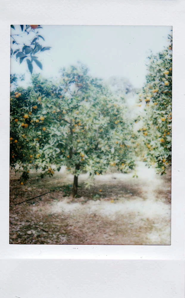 Polaroid of an orange grove with ripe fruit on the trees, Mallorca — Mallorca Polaroids, analog travel photography by Janina Laszlo