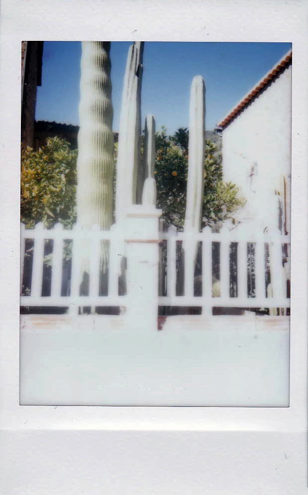 Polaroid of tall cacti behind a white picket fence against a blue sky, Mallorca — Mallorca Polaroids, analog travel photography by Janina Laszlo