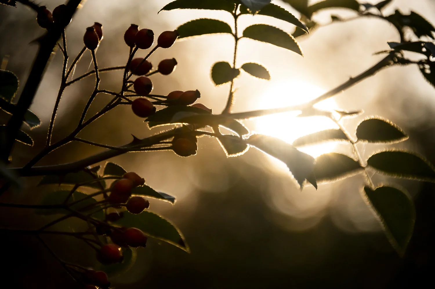 Backlit rose hips and leaves in golden autumn light at My Cottage Garden — campaign photography by Janina Laszlo, Munich