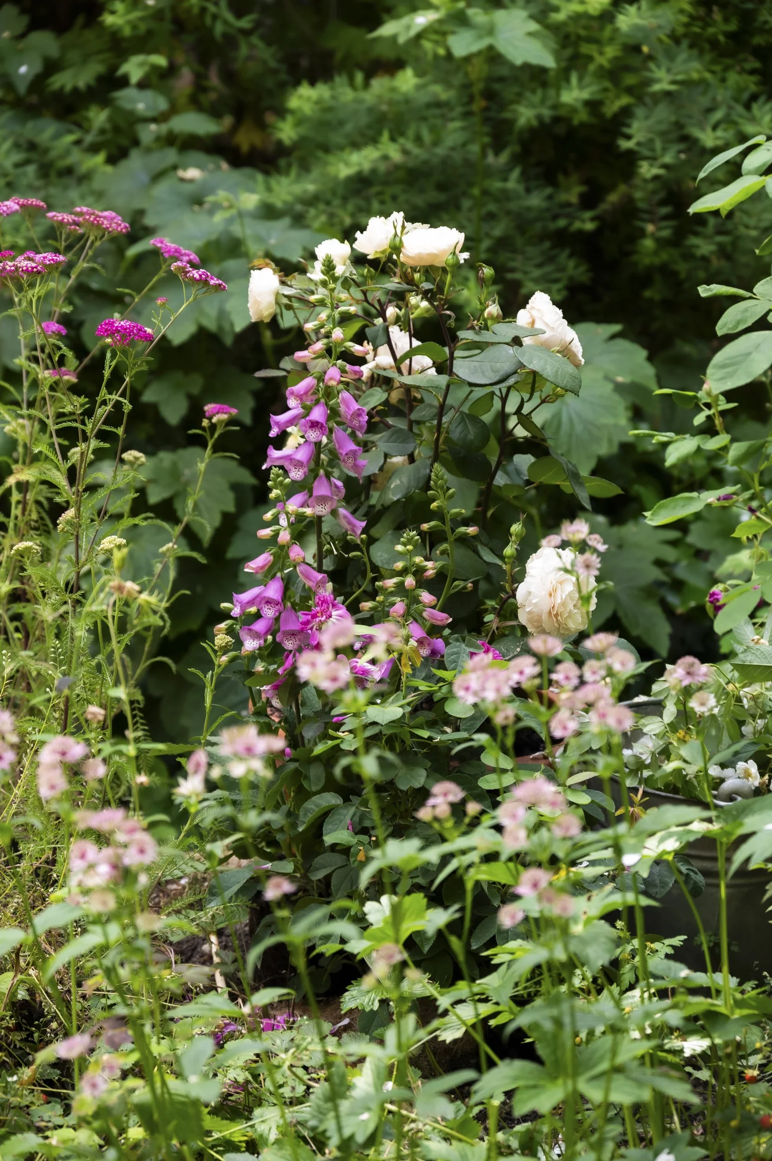 Pink foxgloves and white roses in a lush cottage garden border — campaign photography by Janina Laszlo, Munich