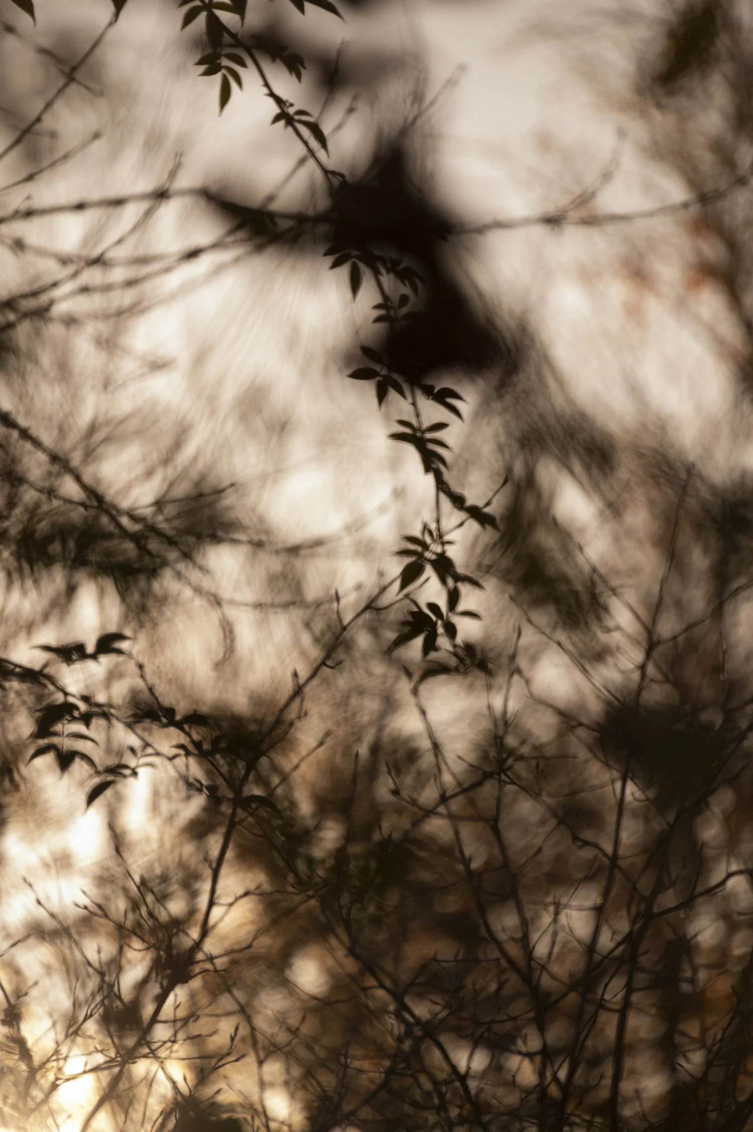 Silhouetted branches and seed heads against hazy autumn light — campaign photography by Janina Laszlo, Munich