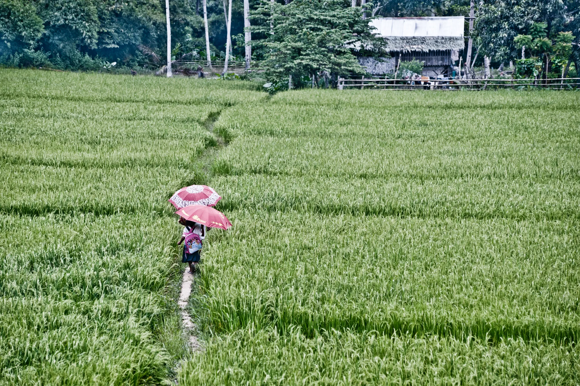 Schoolgirls with pink umbrellas walking a narrow path through green rice paddies — Palawan, Philippines, documentary and travel photography by Janina Laszlo