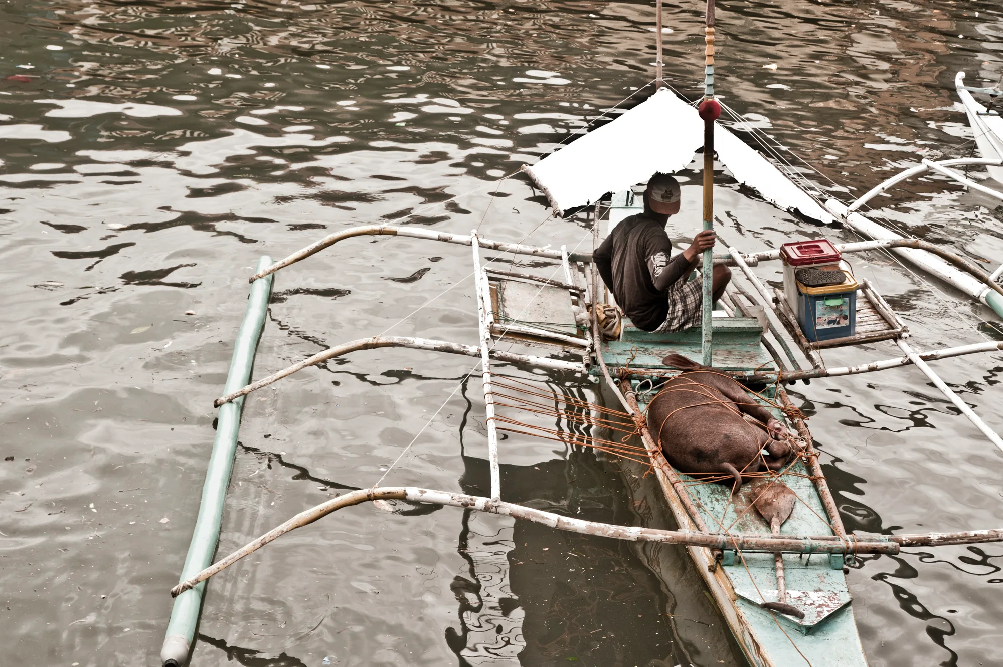 Man in an outrigger canoe with a pig tied in the hull — Palawan, Philippines, documentary and travel photography by Janina Laszlo