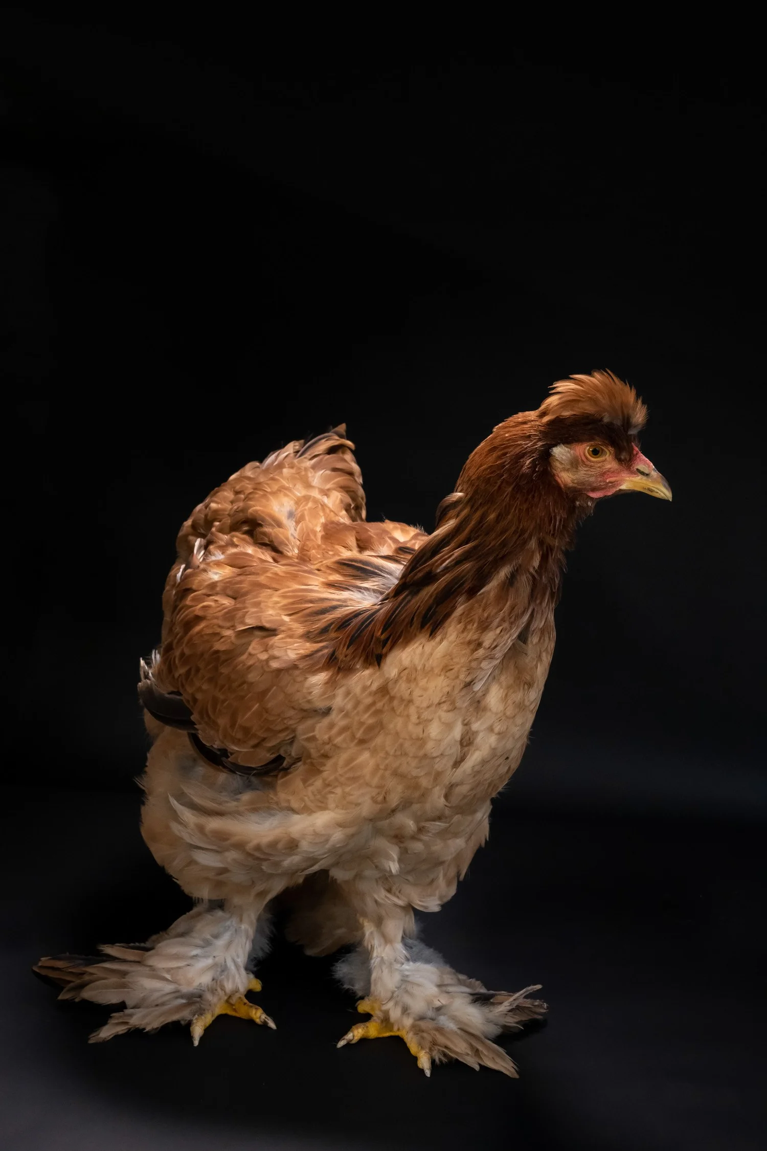 Brown hen standing proudly on a black studio background — portrait by Janina Laszlo, portrait photographer in Munich