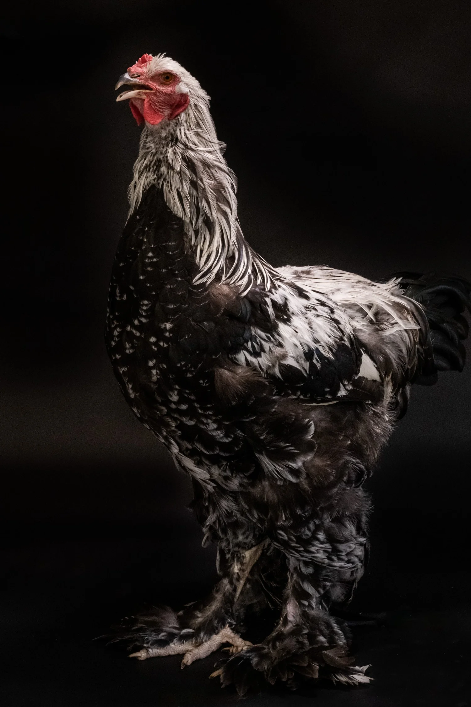 Black-and-white speckled hen posing like a portrait sitter in the studio — portrait by Janina Laszlo, portrait photographer in Munich