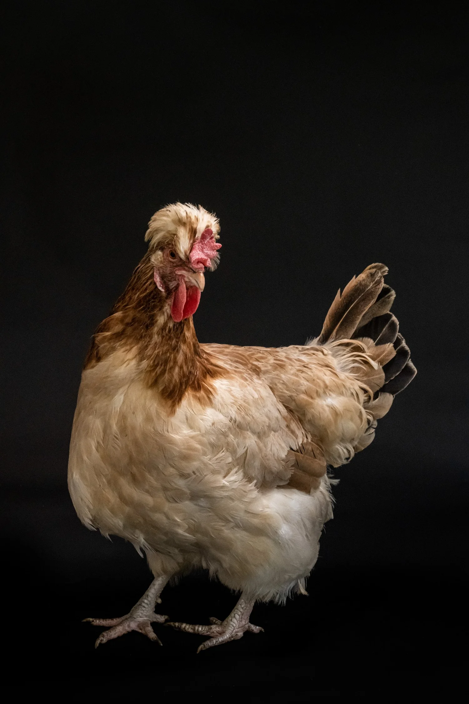 Light buff hen with red comb on a black backdrop — portrait by Janina Laszlo, portrait photographer in Munich