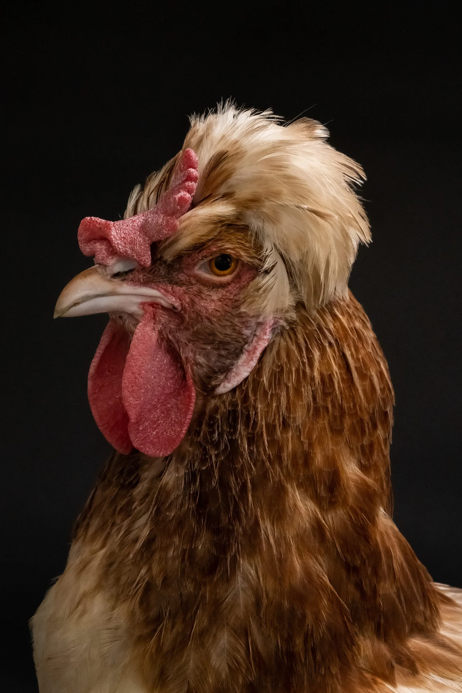 Close-up of a hen with bright red comb and wattles — portrait by Janina Laszlo, portrait photographer in Munich