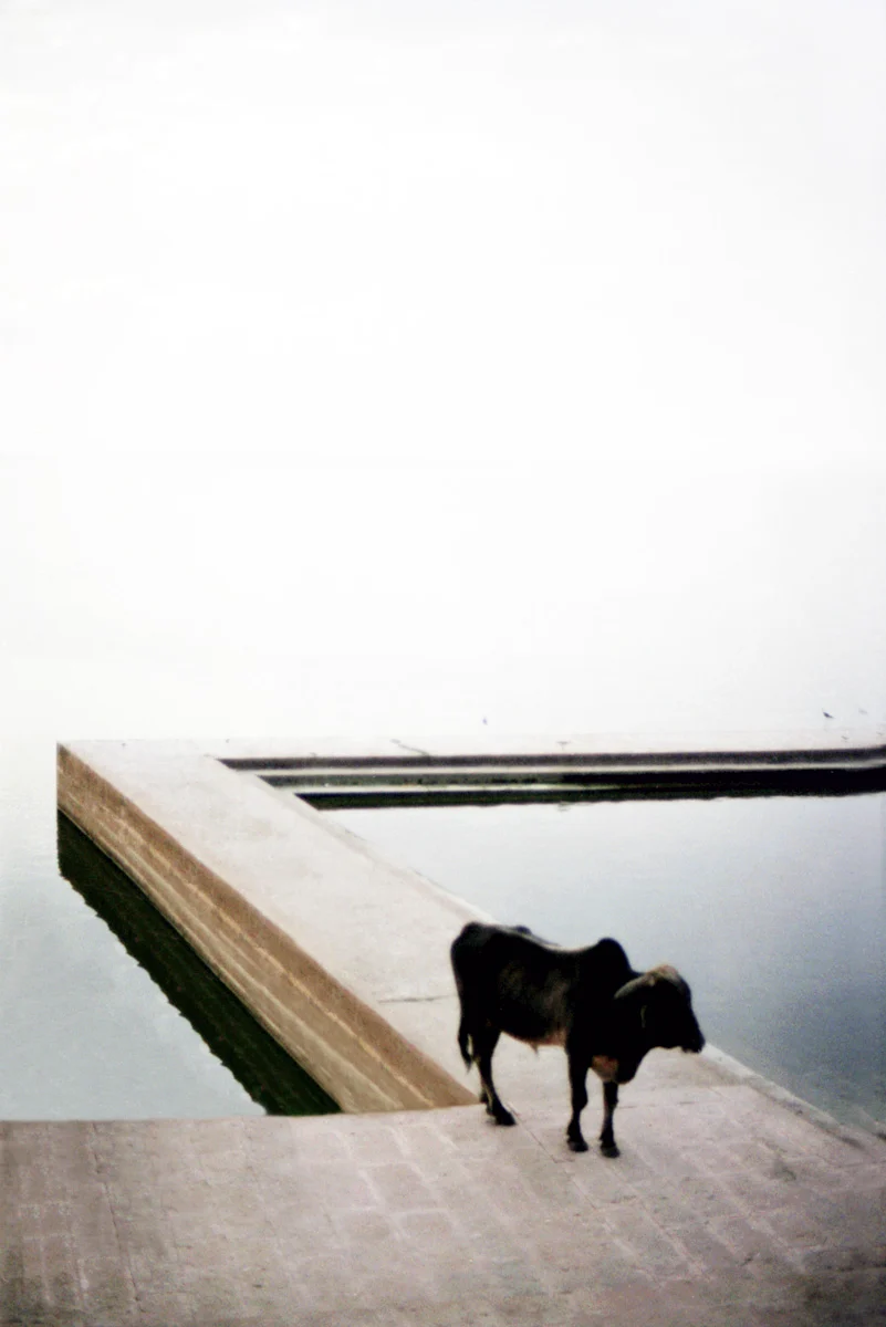 Sacred cow standing on the stone ghat steps of Pushkar Lake in soft morning haze, Rajasthan — India, travel and fine art photography by Janina Laszlo