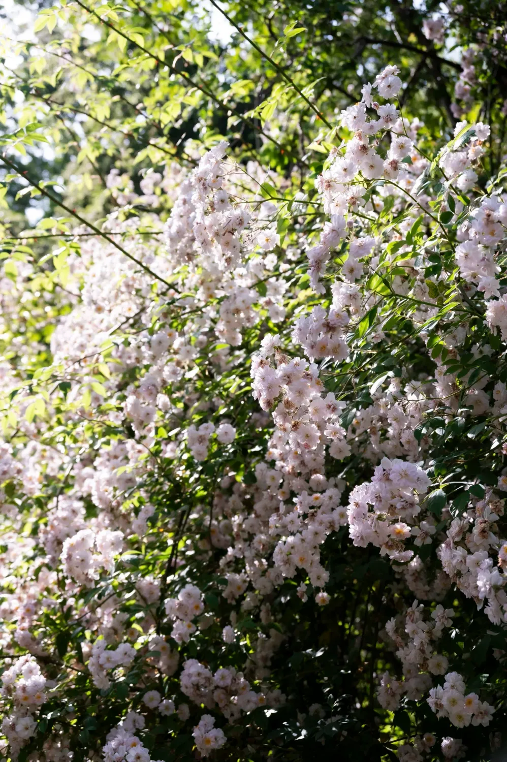 Pale pink rambling roses in full bloom — My Cottage Garden rose garden, Sarah Stiller — campaign photography by Janina Laszlo, Munich