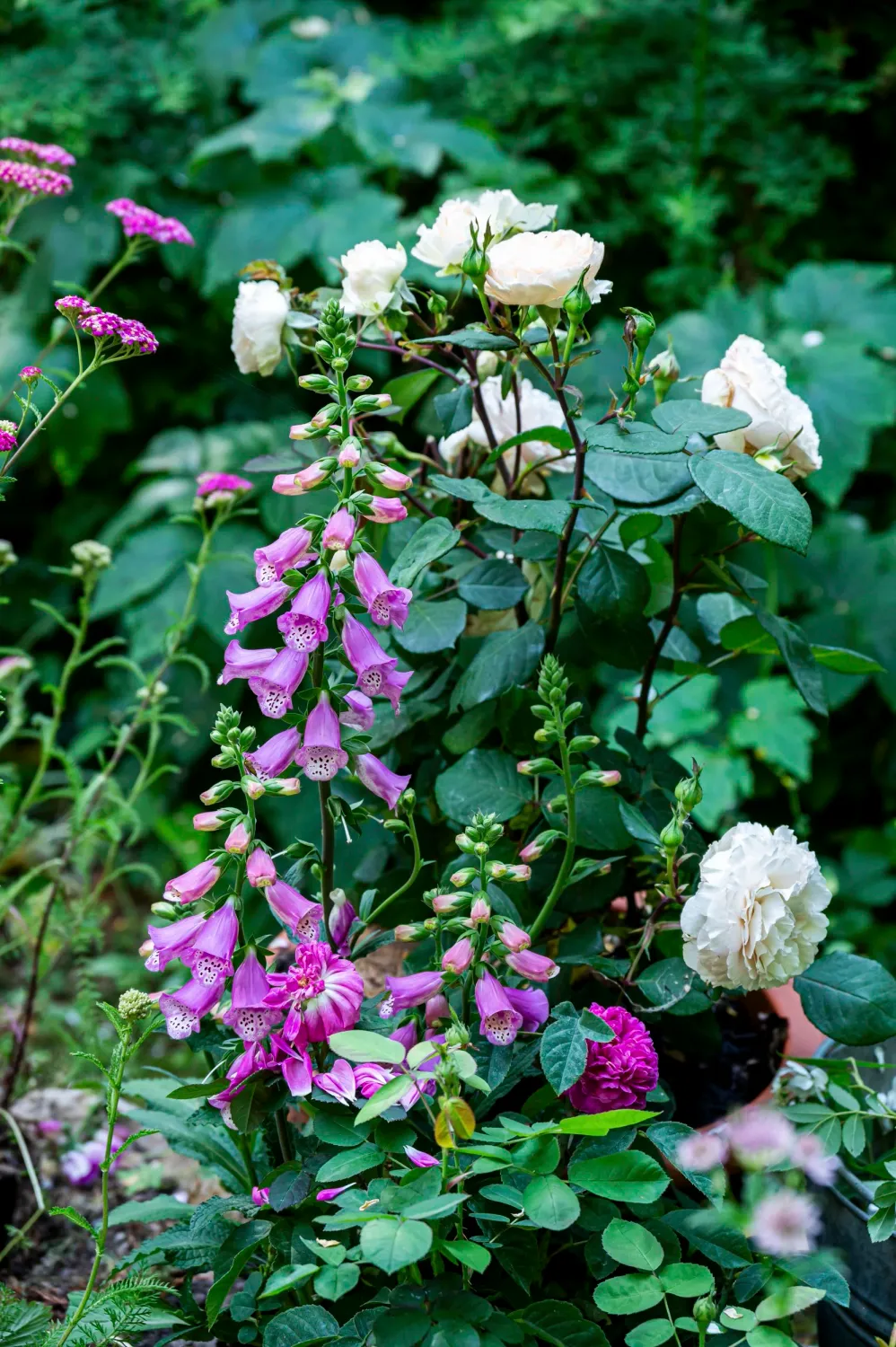 Foxgloves and white roses in a garden border — My Cottage Garden rose garden, Sarah Stiller — campaign photography by Janina Laszlo, Munich