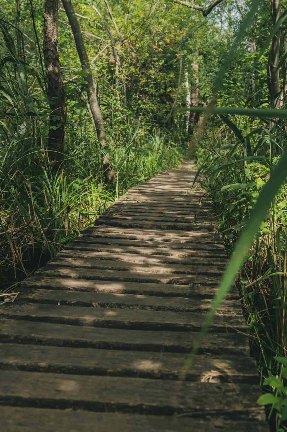 Weathered wooden boardwalk leading through reeds and dense green woodland — Fünfseenland for SEEMAGAZIN, editorial travel and landscape photography by Janina Laszlo, Munich