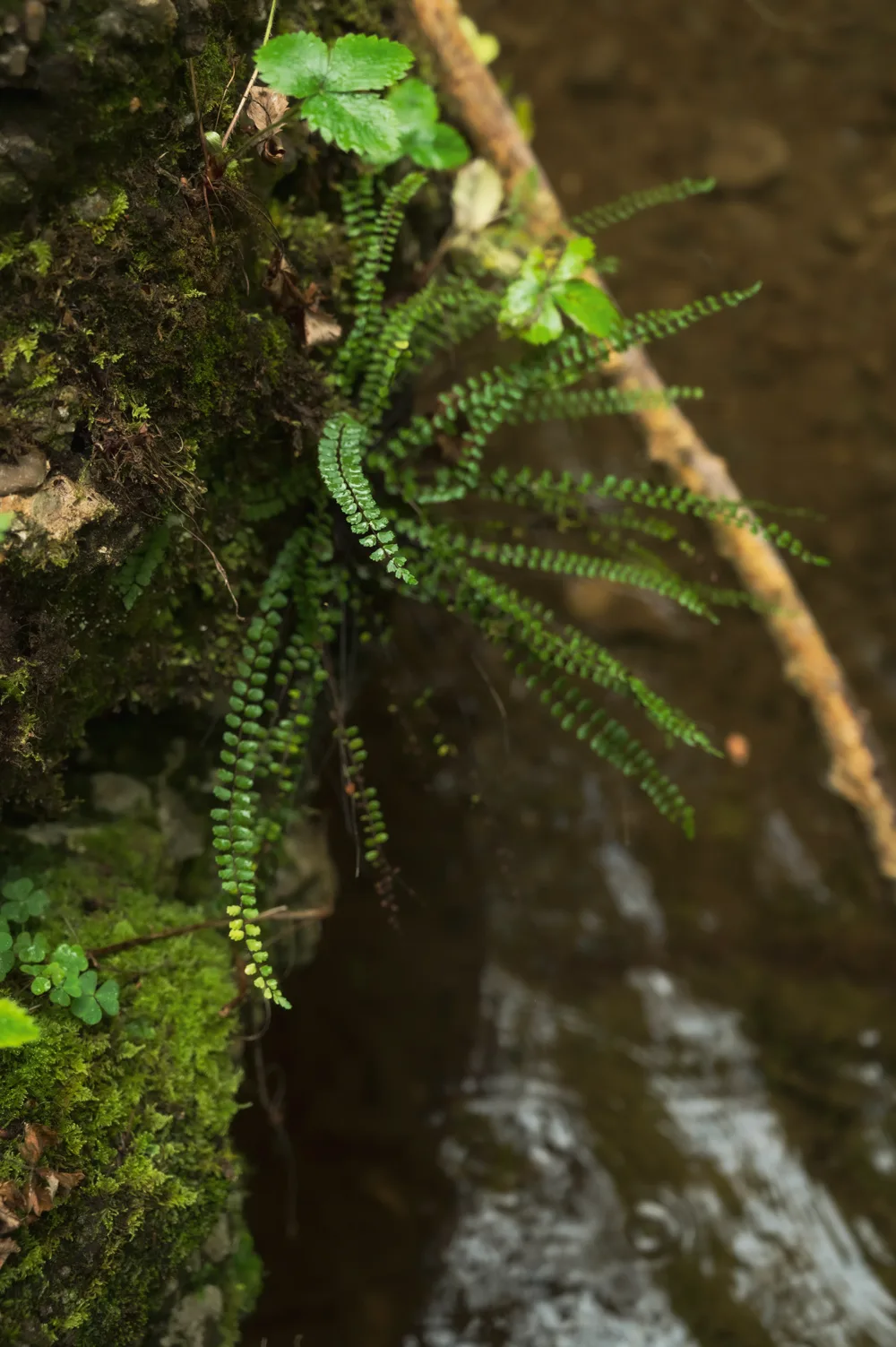 Maidenhair spleenwort fern growing from a mossy rock above a forest stream in the Pähler Schlucht — Fünfseenland for SEEMAGAZIN, editorial travel and landscape photography by Janina Laszlo, Munich