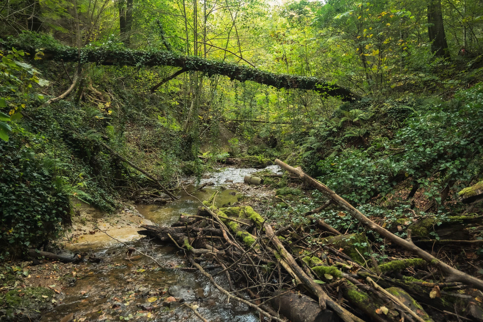 Forest stream beneath a fallen, ivy-covered tree trunk in a green ravine in the Pähler Schlucht — Fünfseenland for SEEMAGAZIN, editorial travel and landscape photography by Janina Laszlo, Munich