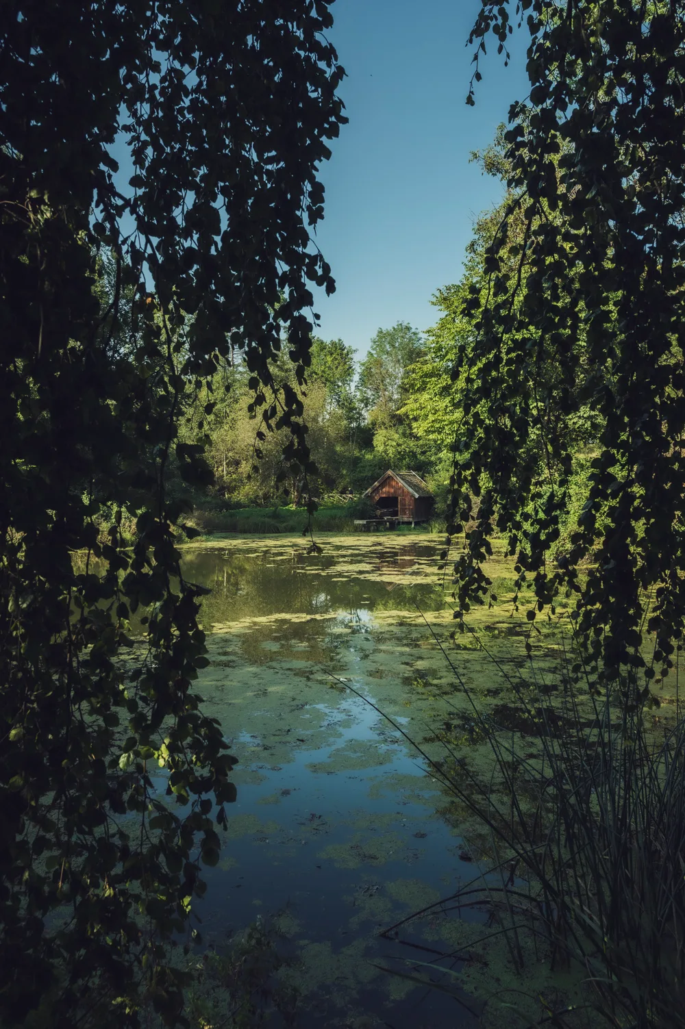 Wooden boathouse on a pond framed by hanging birch branches — Fünfseenland for SEEMAGAZIN, editorial travel and landscape photography by Janina Laszlo, Munich