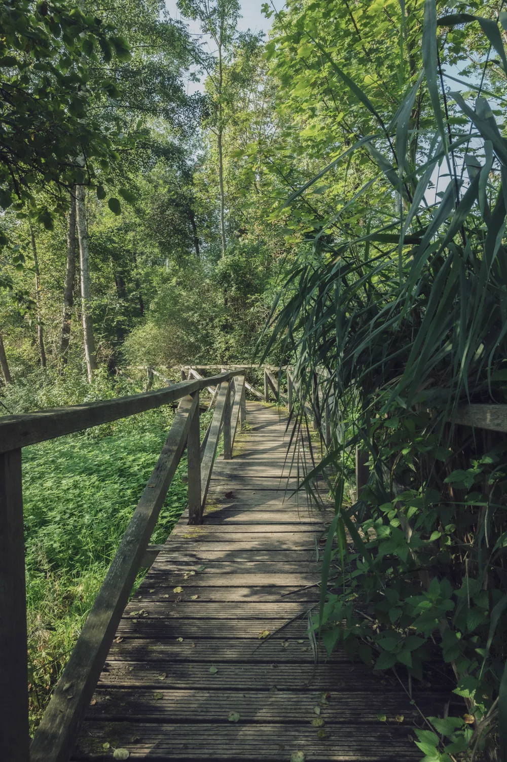 Boardwalk with wooden railing between reeds and meadowsweet in summer light — Fünfseenland for SEEMAGAZIN, editorial travel and landscape photography by Janina Laszlo, Munich