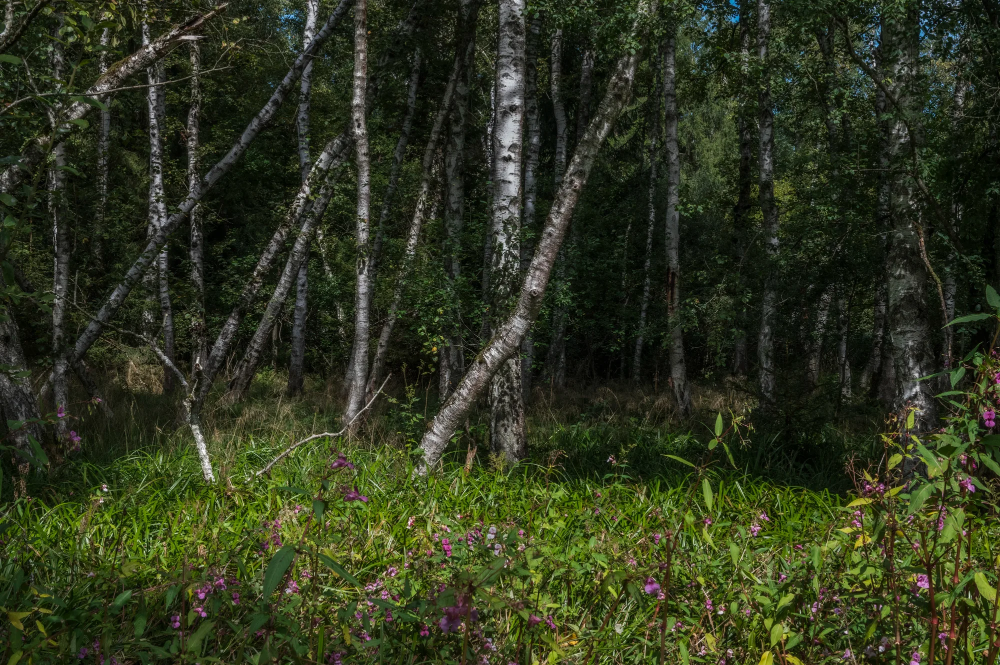 Birch forest with pink Himalayan balsam in the undergrowth — Fünfseenland for SEEMAGAZIN, editorial travel and landscape photography by Janina Laszlo, Munich