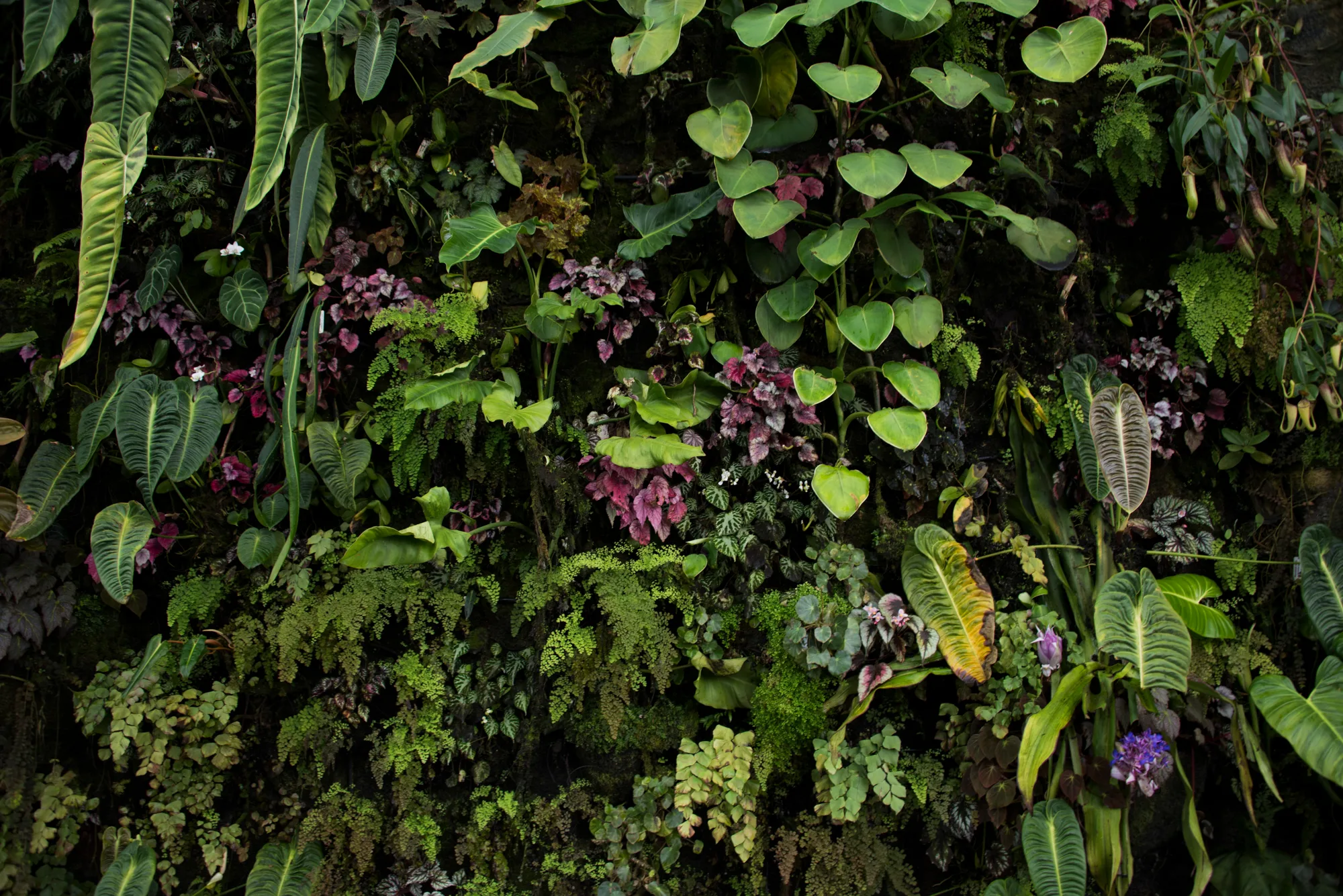 Vertical garden wall of ferns, begonias and pitcher plants — Singapore, architecture and travel photography by Janina Laszlo