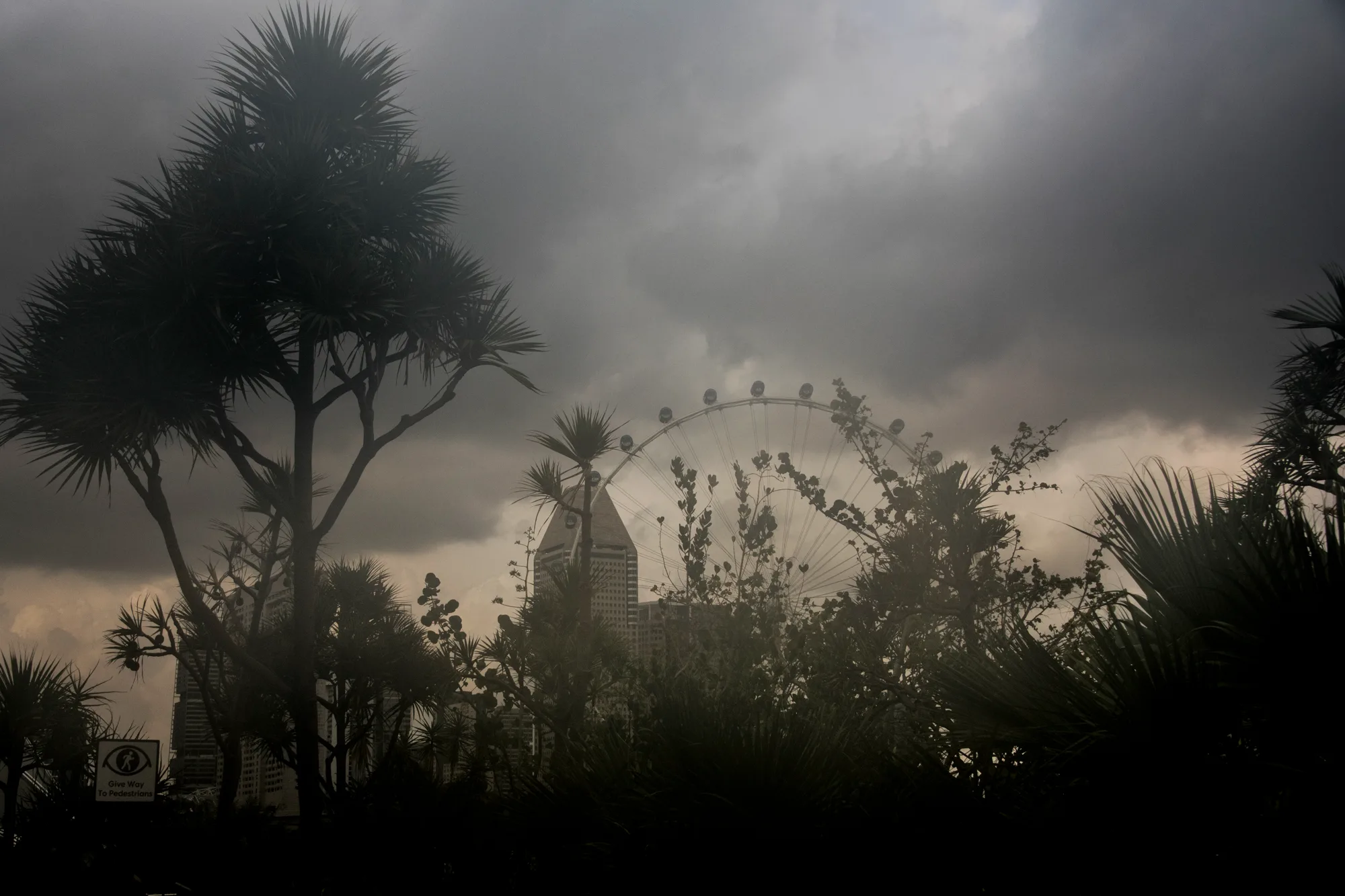 Storm clouds and the Singapore Flyer seen through palm silhouettes — Singapore, architecture and travel photography by Janina Laszlo