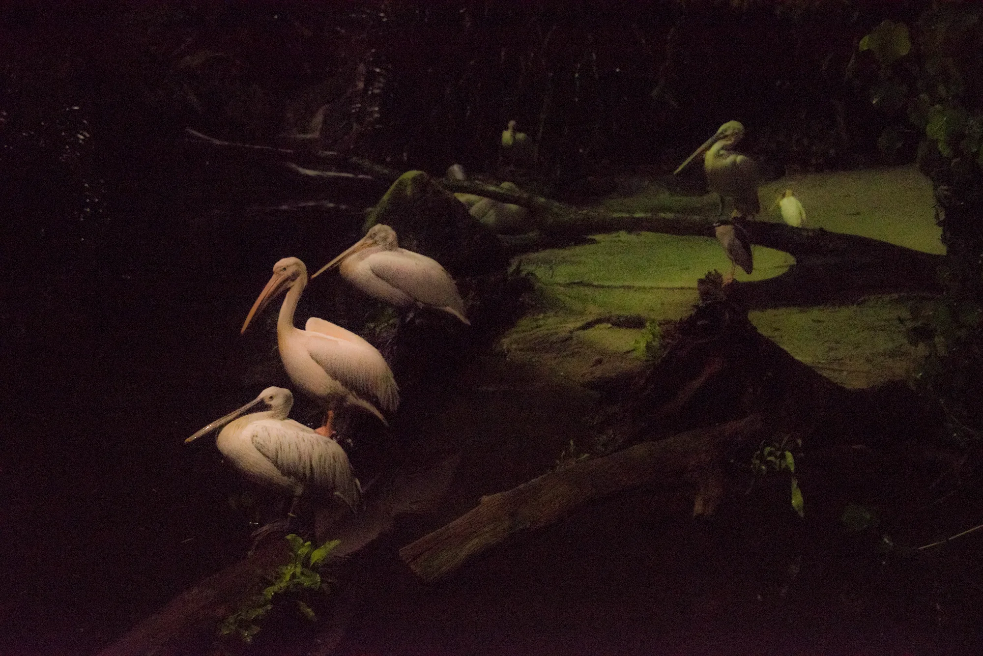 Pelicans resting on logs at night, Night Safari — Singapore, architecture and travel photography by Janina Laszlo