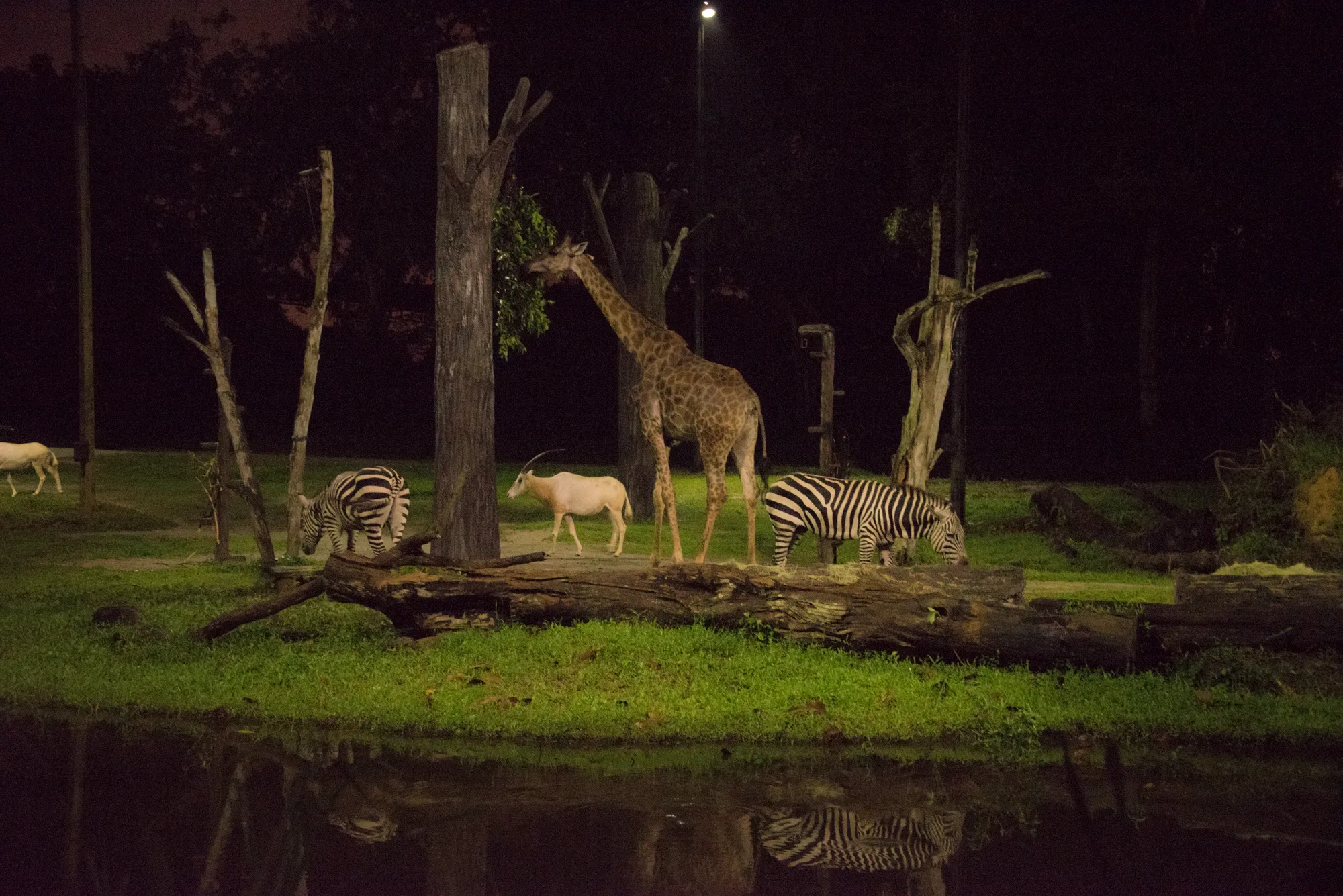 Giraffe, zebras and oryx grazing at night, Night Safari — Singapore, architecture and travel photography by Janina Laszlo