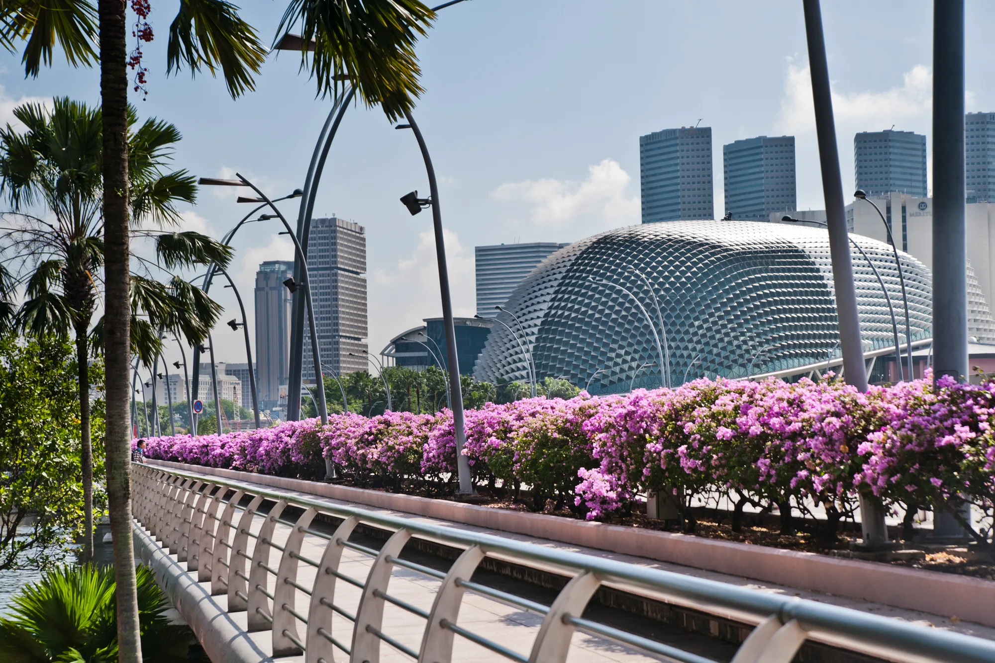 Esplanade domes behind a hedge of bougainvillea by the waterfront — Singapore, architecture and travel photography by Janina Laszlo