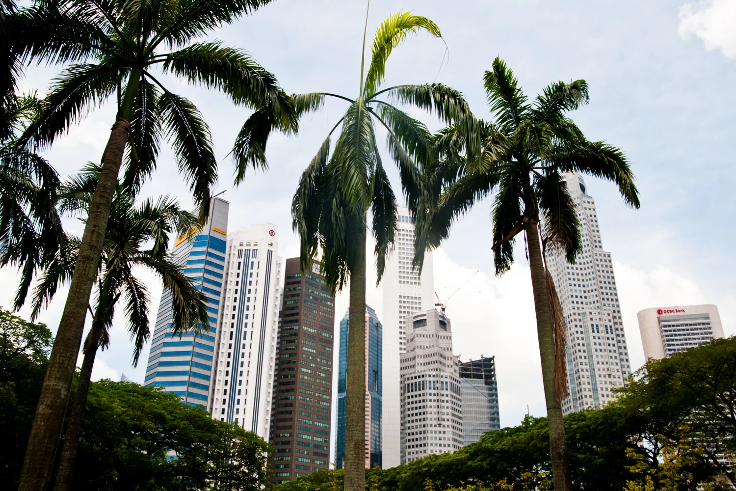Royal palms framing the office towers of the Central Business District, OCBC building on the right, Singapore — Singapore, travel and architecture photography by Janina Laszlo