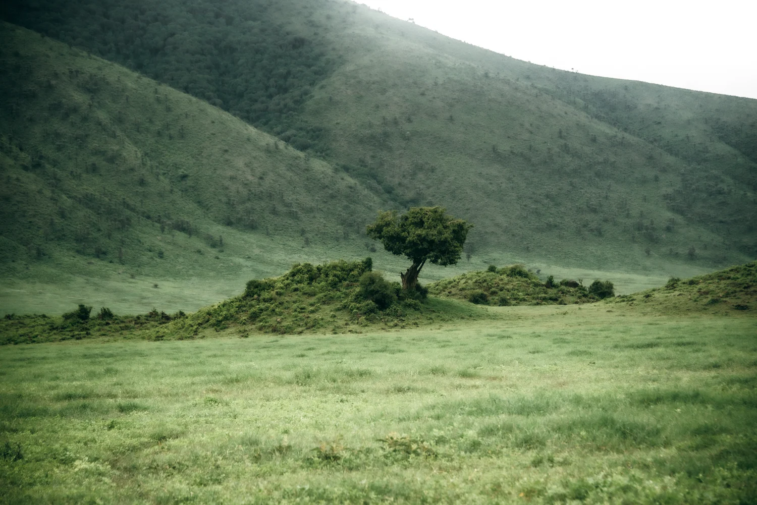 Lone tree on a grassy mound below the green slopes of the crater floor, Ngorongoro Crater — Tanzania, travel and wildlife photography by Janina Laszlo