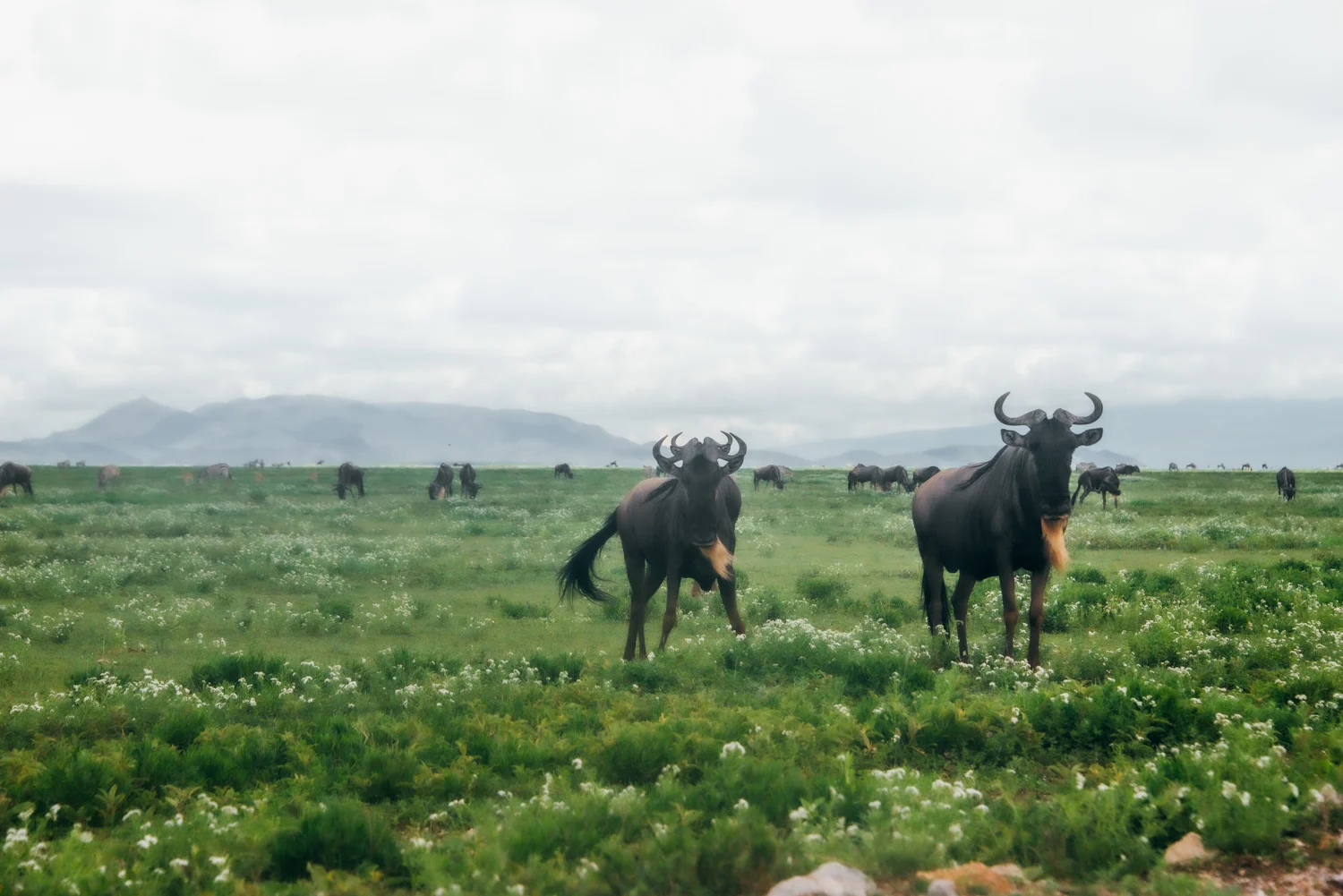 Two wildebeest facing the camera on a flowering plain, zebras and mountains behind — Tanzania, travel and wildlife photography by Janina Laszlo