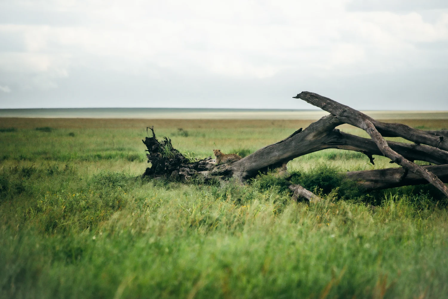 Leopard resting on a fallen dead tree in the tall green grass of the plains, Serengeti — Tanzania, travel and wildlife photography by Janina Laszlo