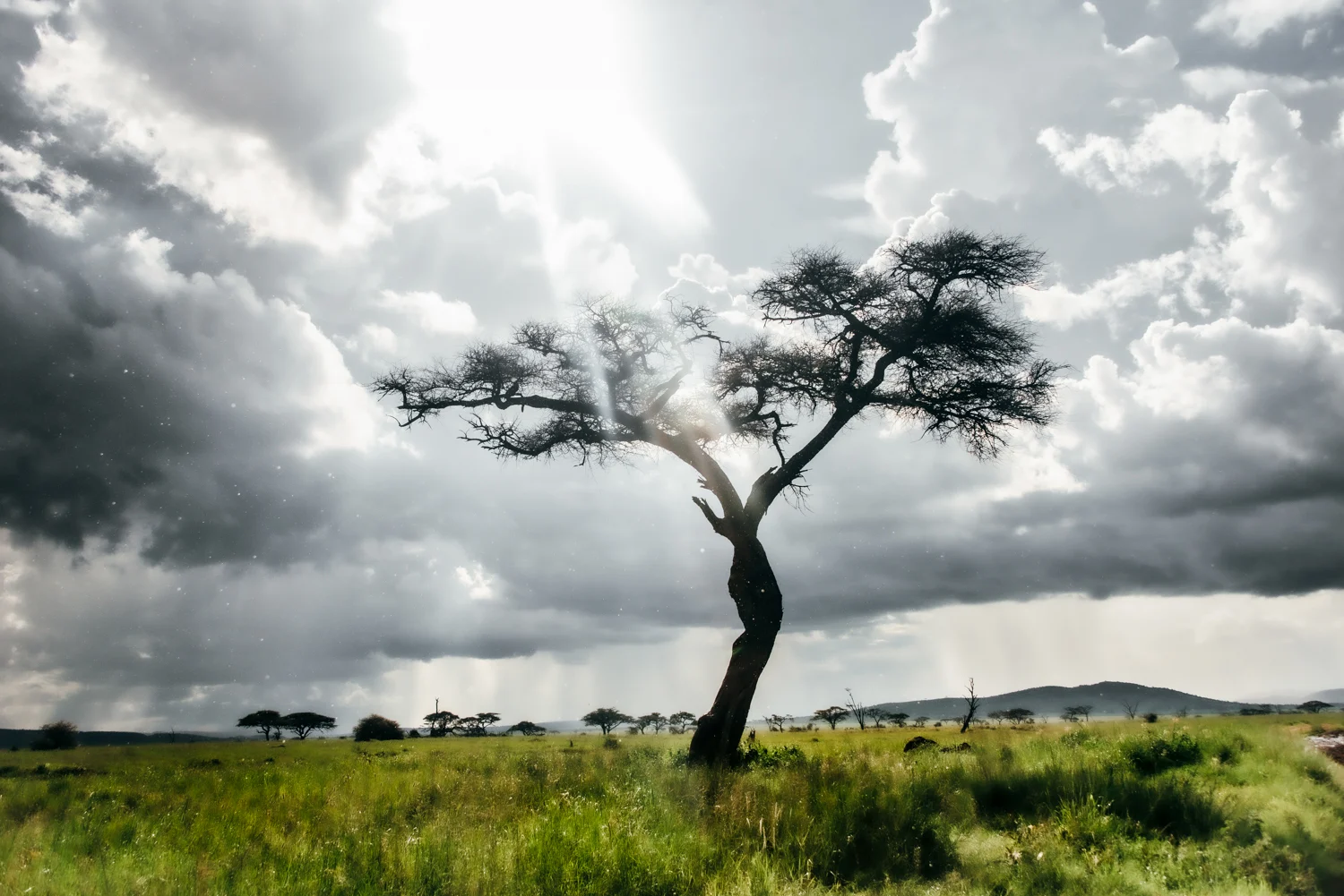 Lone acacia silhouetted against sunbeams and storm clouds, Serengeti — Tanzania, travel and wildlife photography by Janina Laszlo