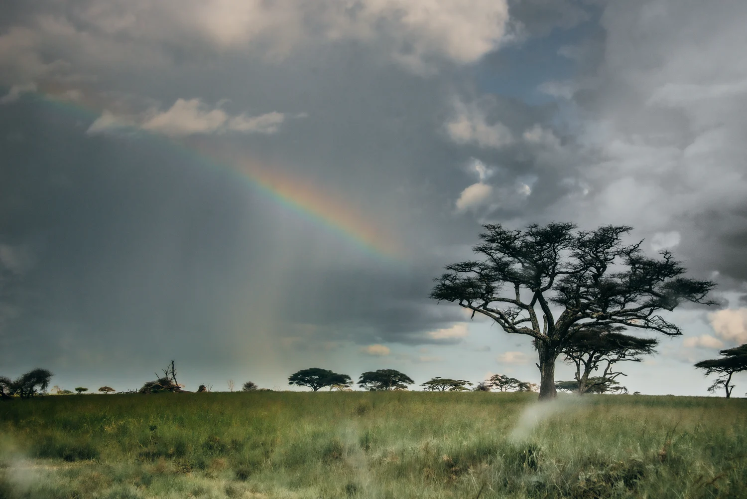 Rainbow and rain curtain over umbrella acacias on the savanna, Serengeti — Tanzania, travel and wildlife photography by Janina Laszlo
