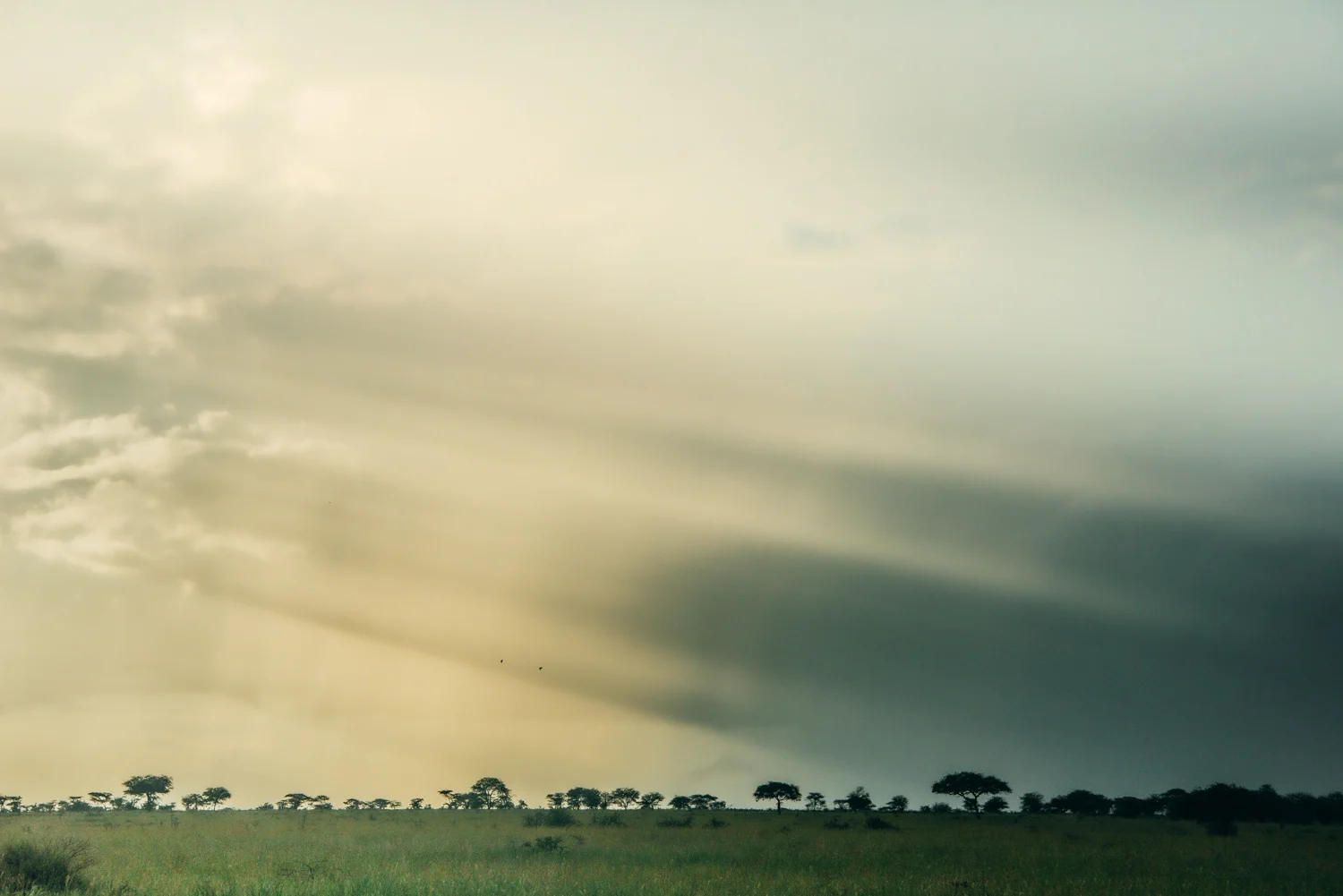 Golden storm light and acacia silhouettes along the horizon, Serengeti — Tanzania, travel and wildlife photography by Janina Laszlo