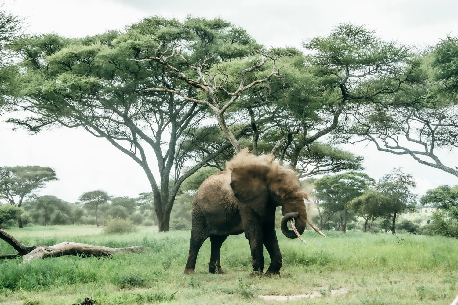 Elephant throwing dust over its back beneath tall acacia trees — Tanzania, travel and wildlife photography by Janina Laszlo