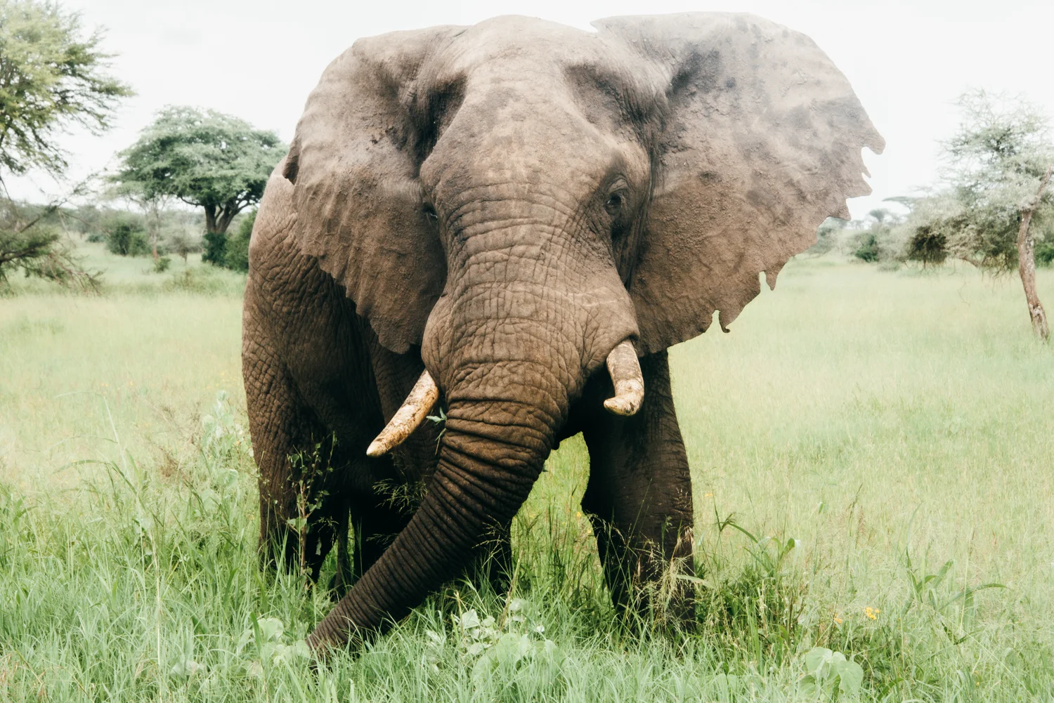 Elephant bull with worn tusks walking towards the camera through tall grass — Tanzania, travel and wildlife photography by Janina Laszlo