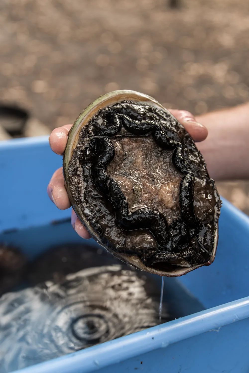 Freshly caught abalone held over a blue tub — Tasmania, landscape and travel photography by Janina Laszlo