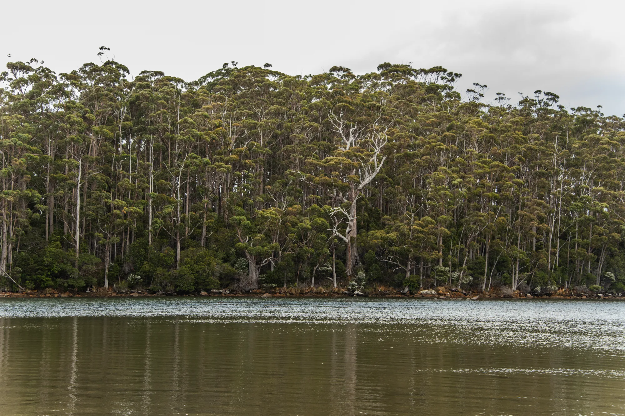 Tall eucalyptus forest lining a quiet river shore — Tasmania, landscape and travel photography by Janina Laszlo