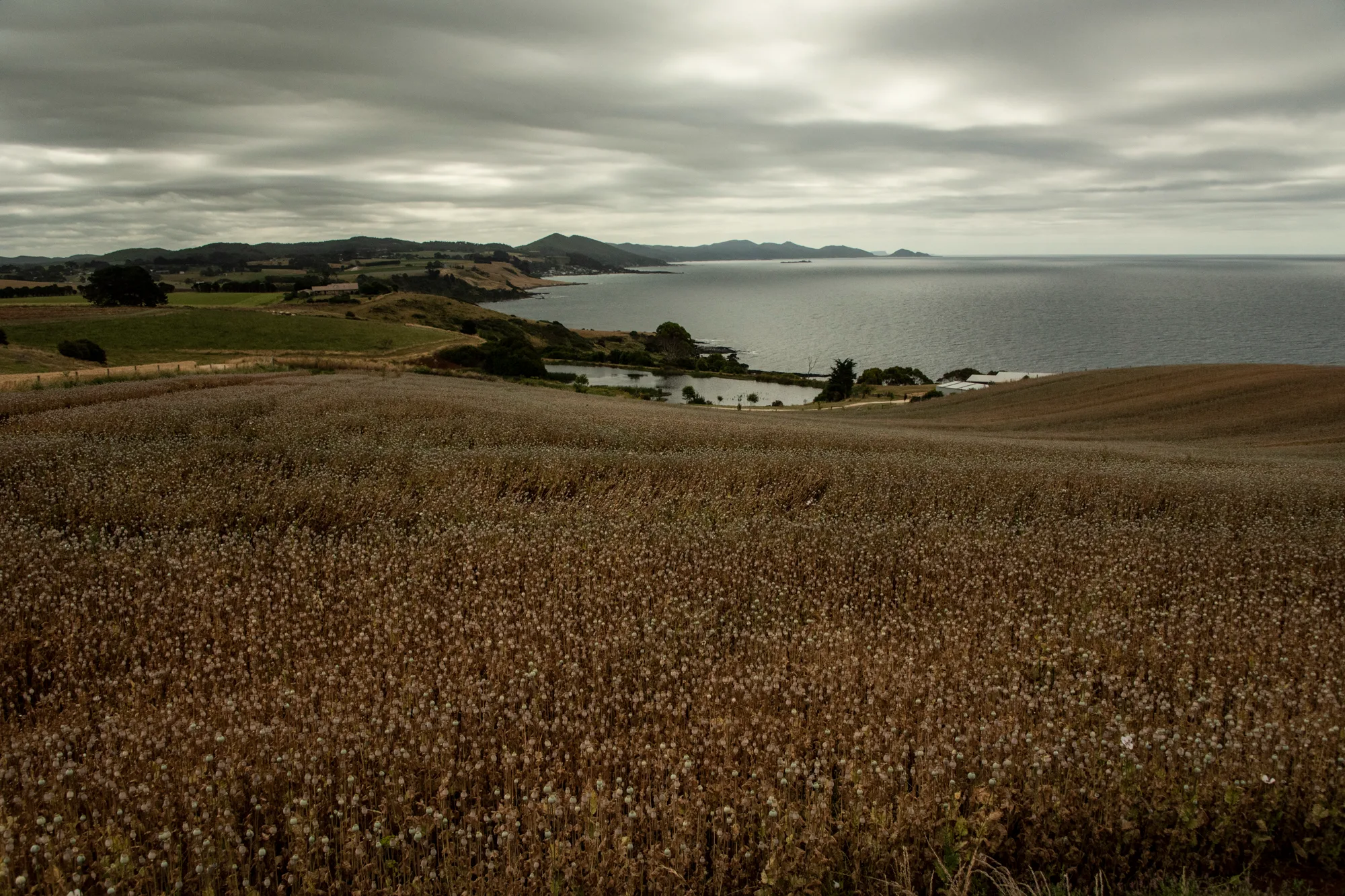 Poppy field above a coastal bay under heavy clouds, northern Tasmania — Tasmania, landscape and travel photography by Janina Laszlo