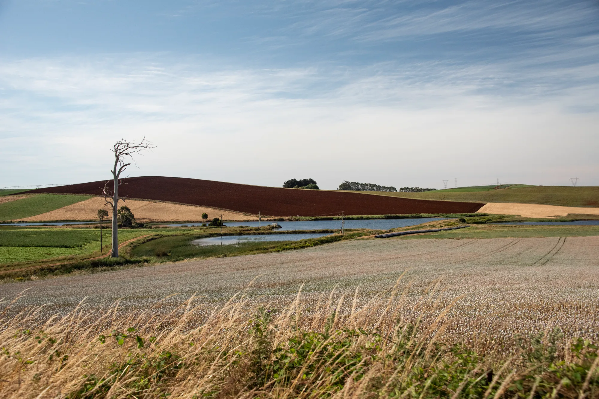 Red ploughed soil, a dead gum tree and a pond among rolling farmland — Tasmania, landscape and travel photography by Janina Laszlo